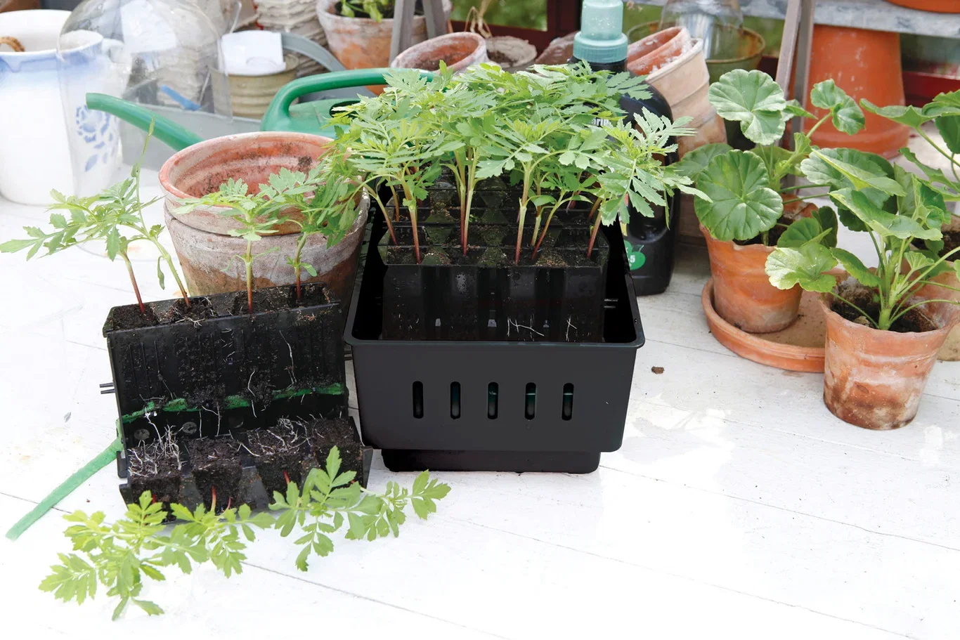 Root master black
