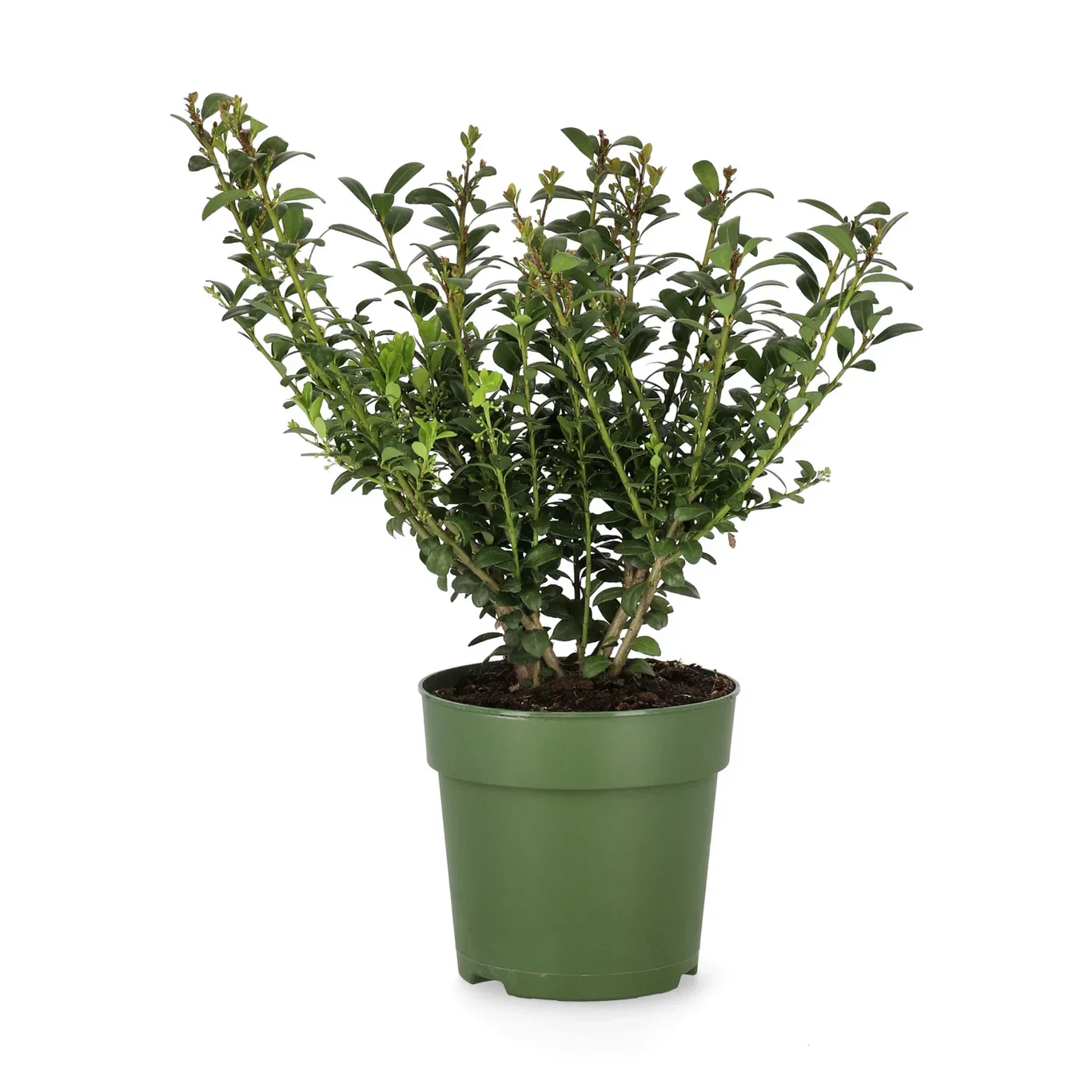 Ilex crenata 'Jenny' bush 17cm