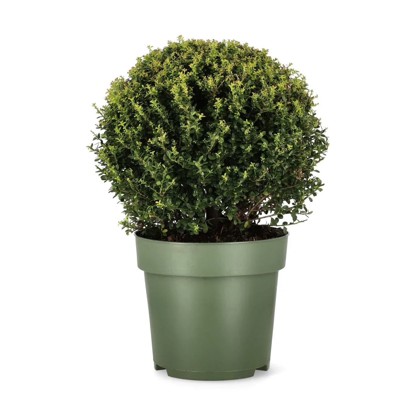 Ilex crenata 'Glory Gem' 60cm ball 40cm
