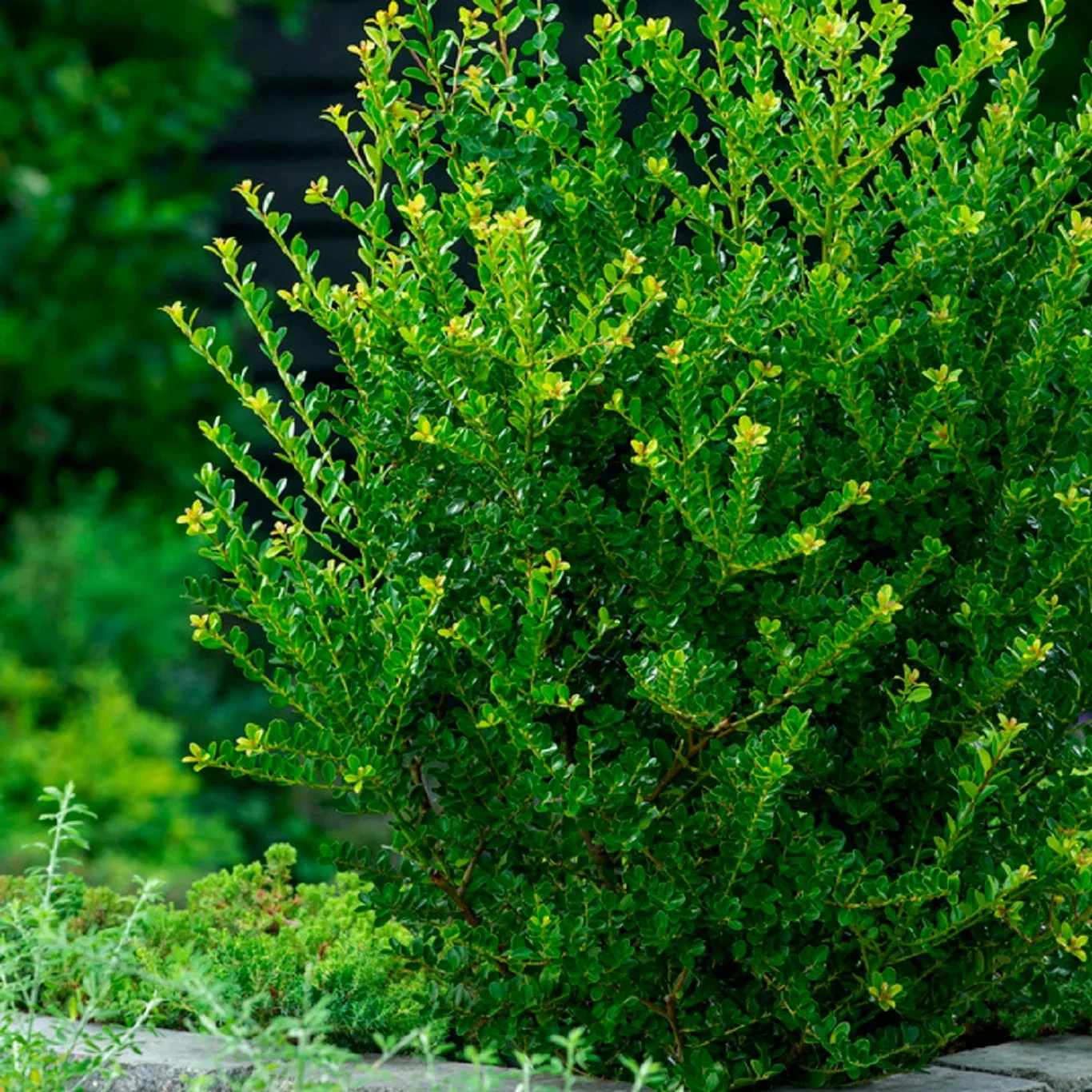 Ilex crenata 'Jenny' bush 17cm