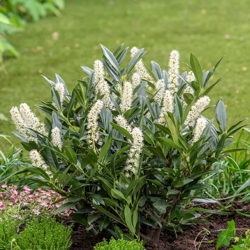 Prunus laurocerasus 'Otto Luyken' 30-40 23cm