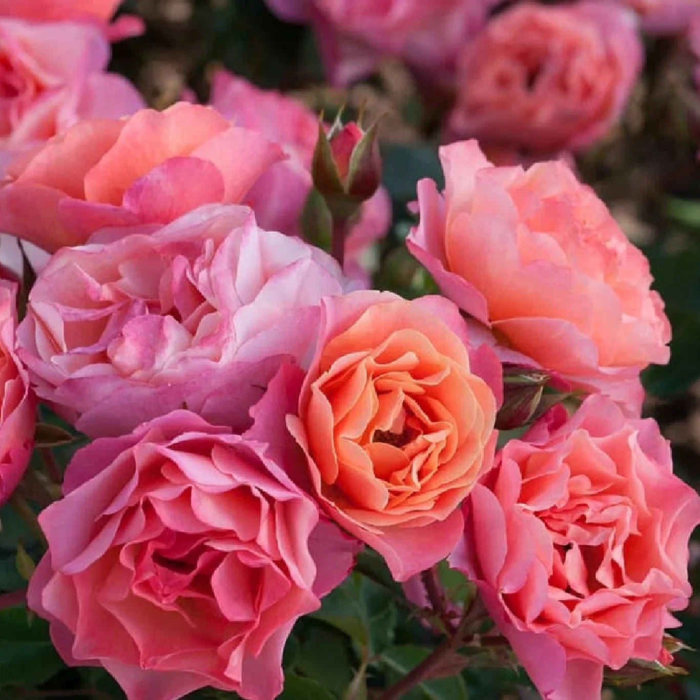 Klassisk rose TRENDY™ FASHION®.