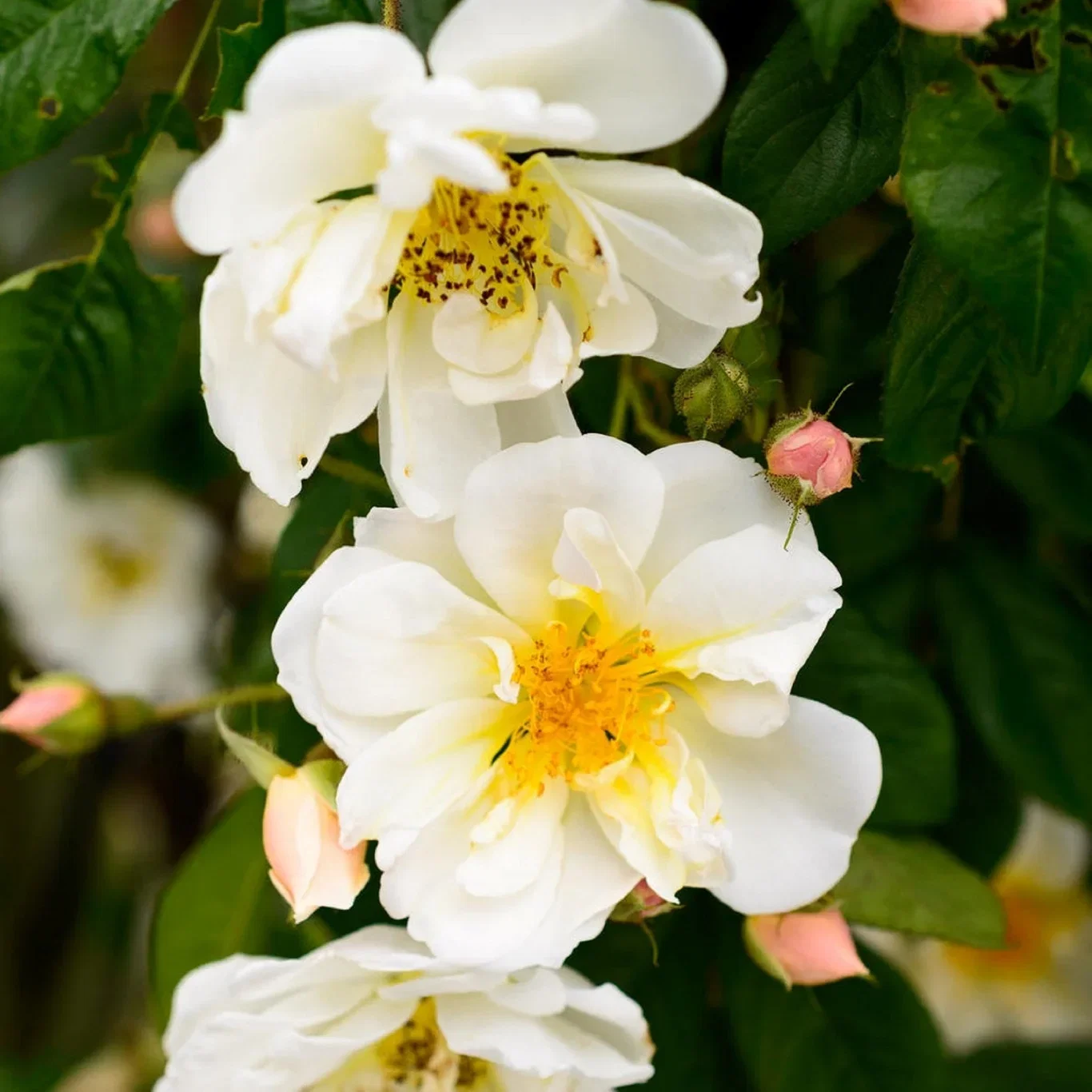 Klatrerose 'Lykkefund'