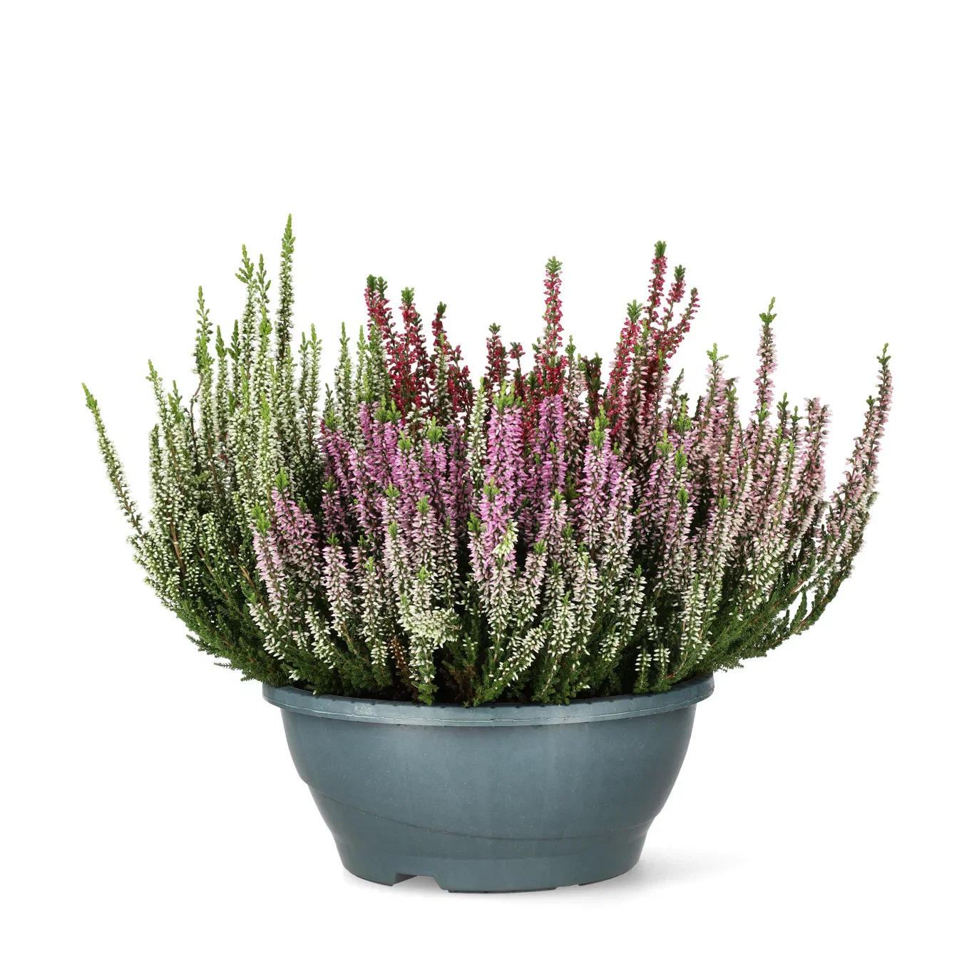 Calluna bowl 23 cm