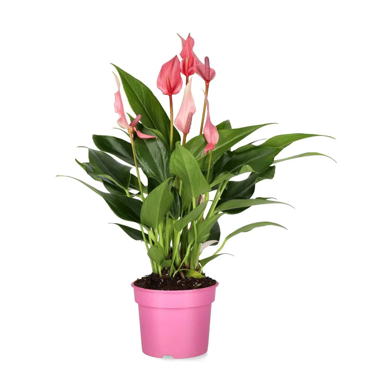 Flamingoblomst 'Lilli'