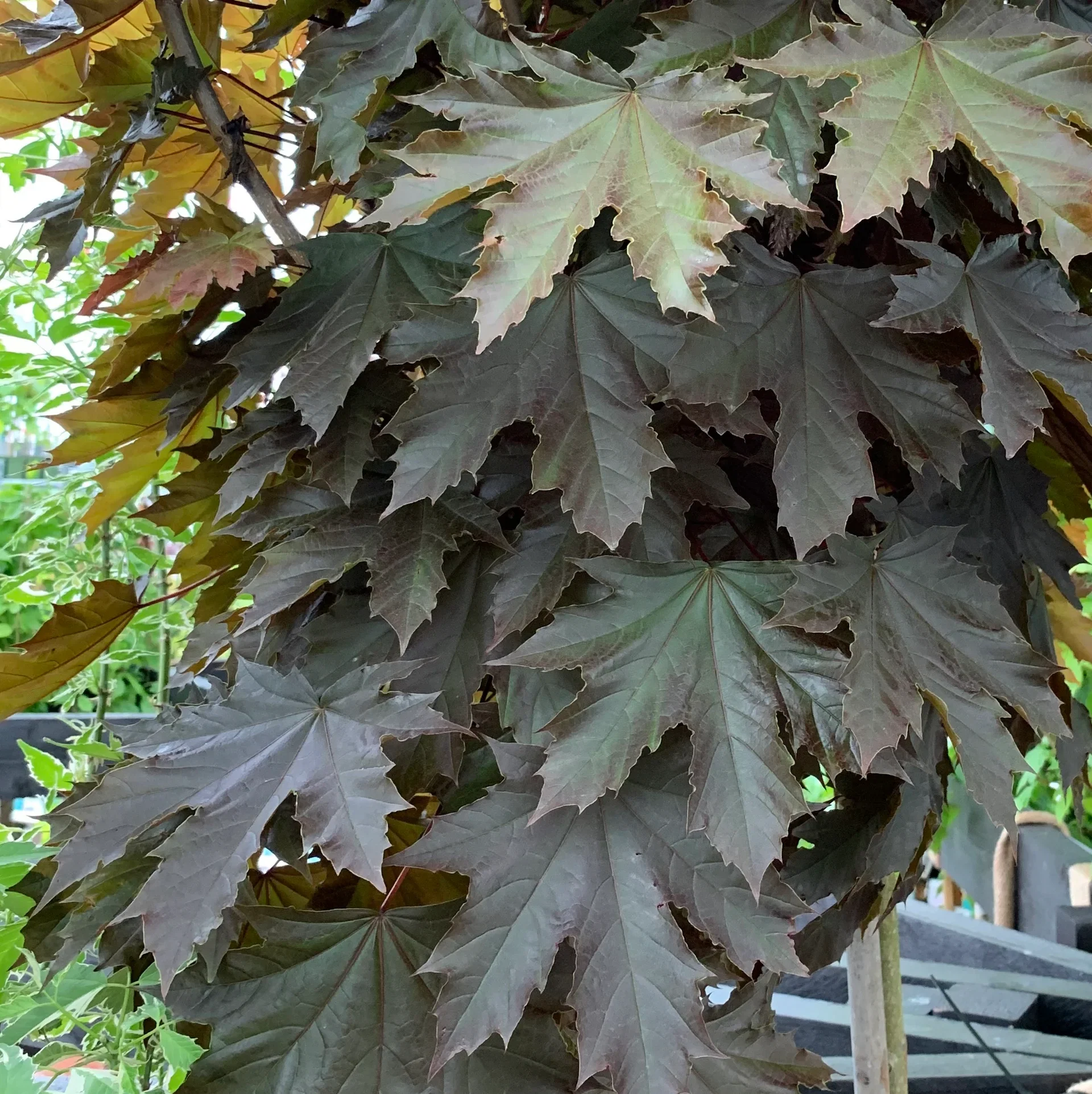 Spisslønn 'Crimson Sentry', oppstammet