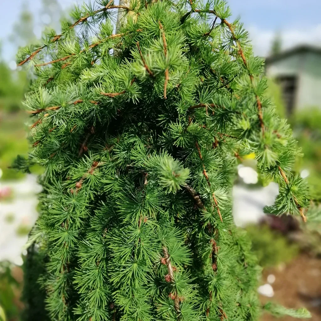 Larix kaempferi 'Stiff Weeper' stem 180cm 35cm