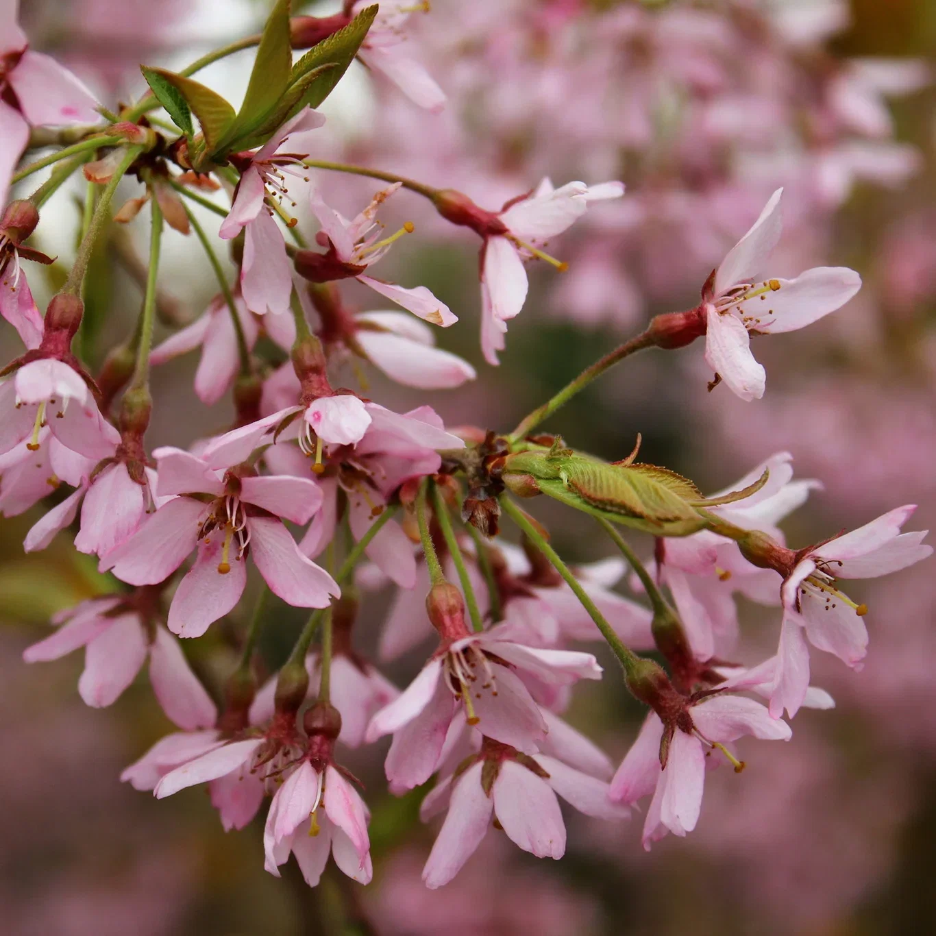 Surkirsebær 'Pendula Rubra', oppstammet