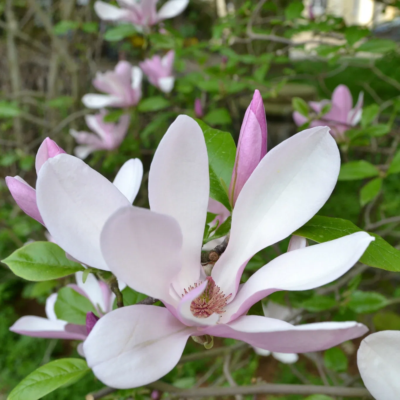 Magnolia 'George Henry Kern' 19cm