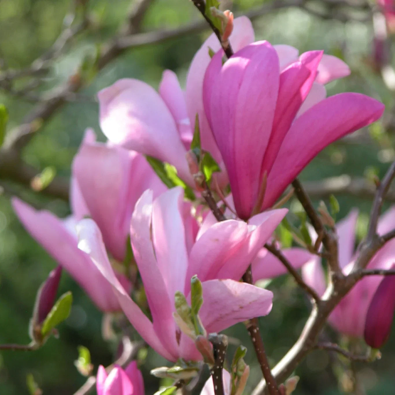 Magnolia 'Susan'