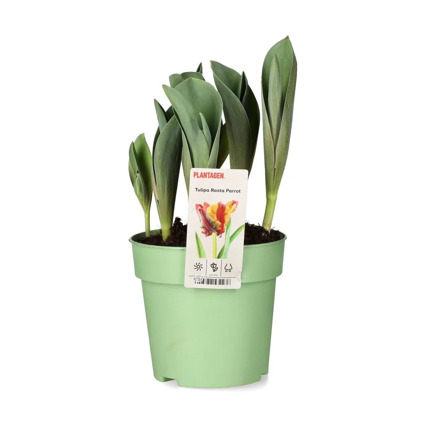 Tulipan 'Rasta Parrot'
