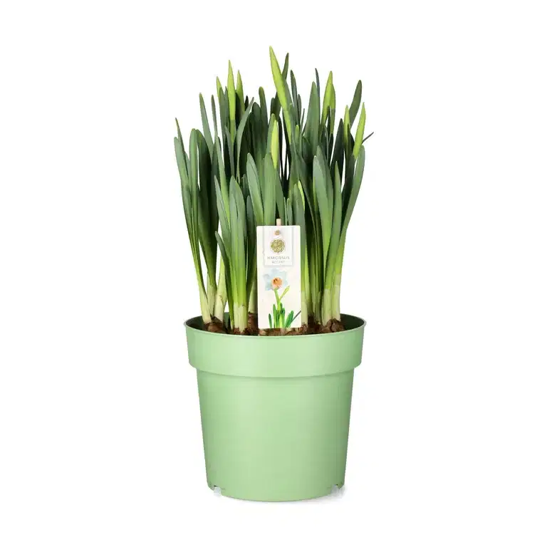 Påskelilje 'Accent'