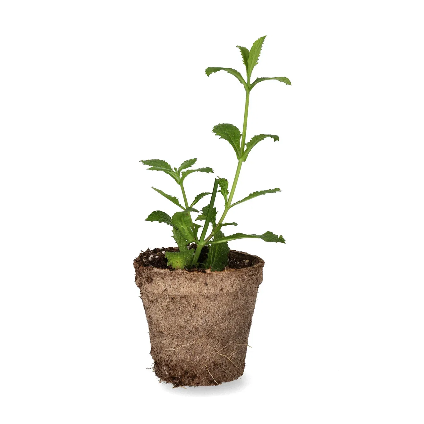 Verbena bonariensis 6 cm