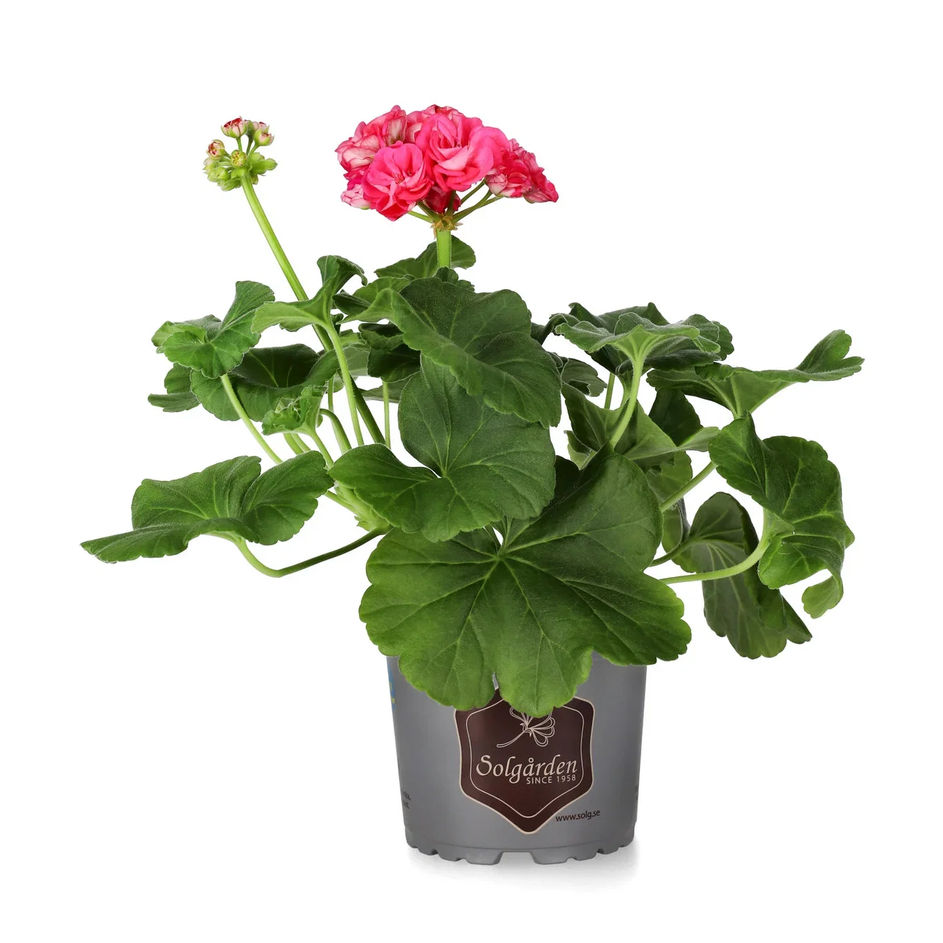 Sonepelargonia ROSALINDA