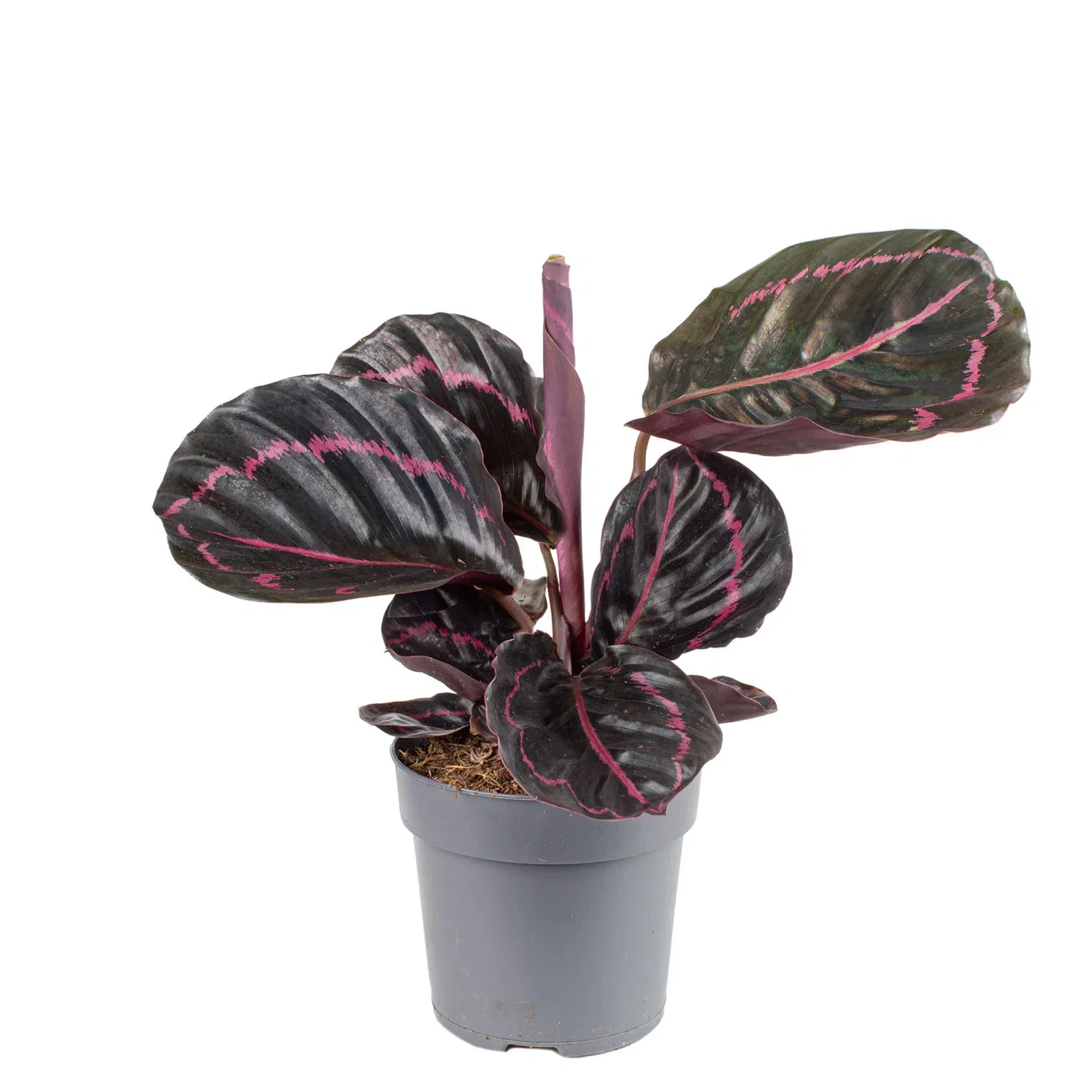 Calathea 'Dottie'