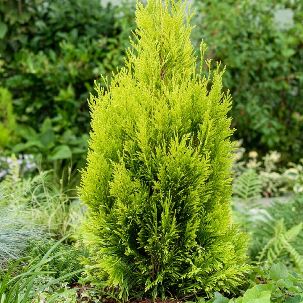 Thuja plicata Goldy ('4ever') 60-70cm 23cm