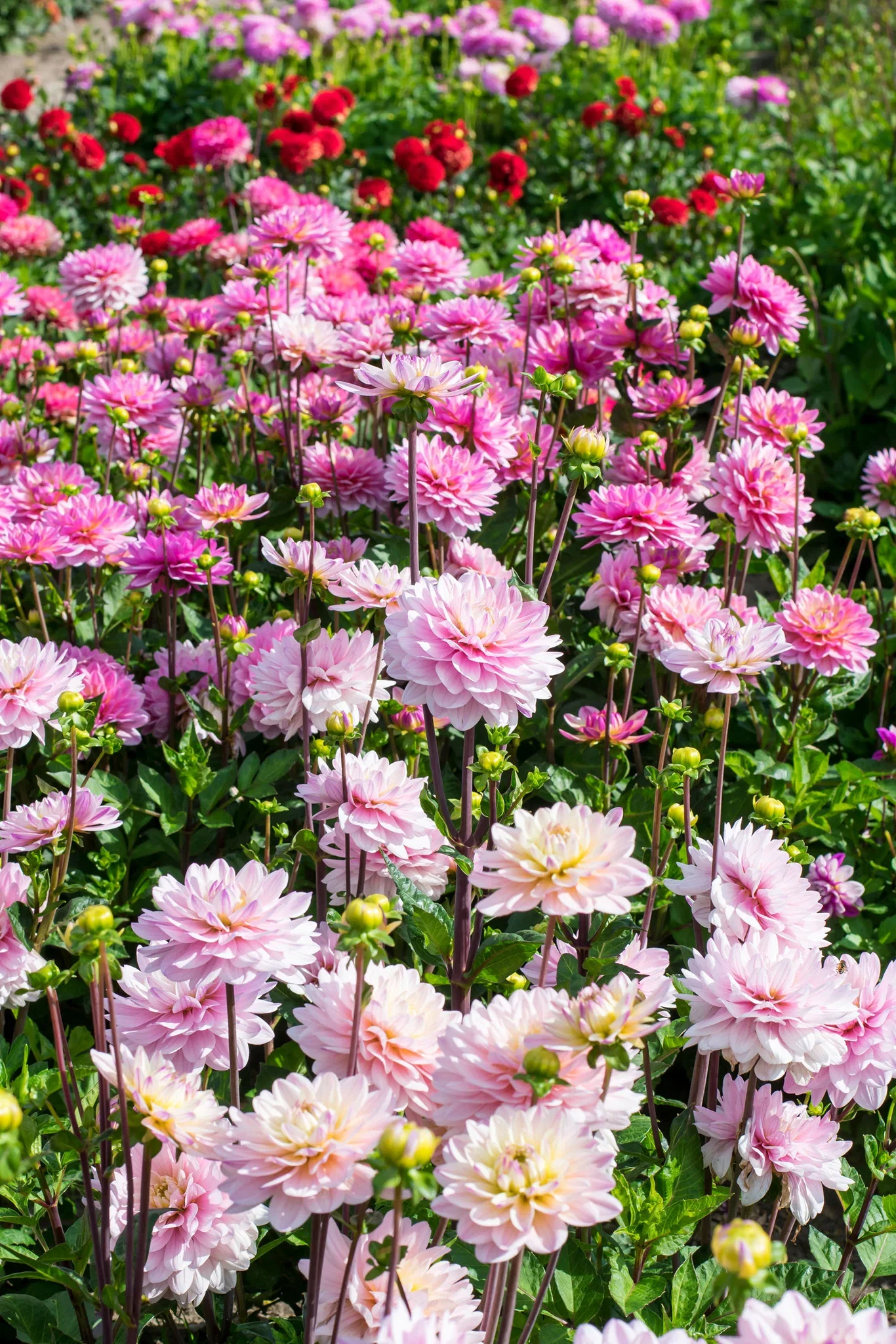 Dahlia Decorative Lady Kate