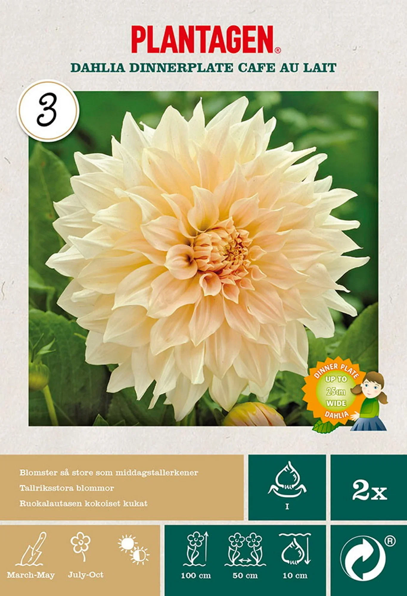 Dahlia Dinnerplate Cafe Au Lait
