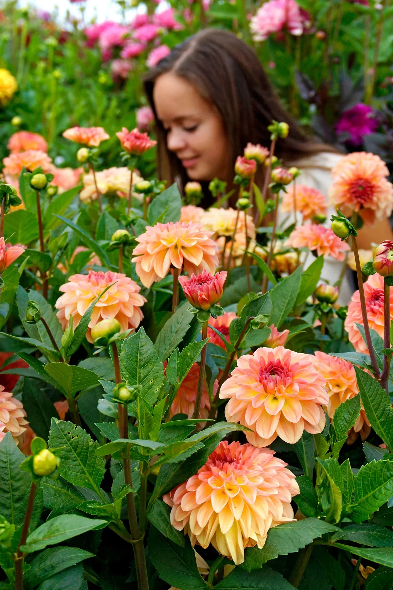 Georgine 'Sebastian'