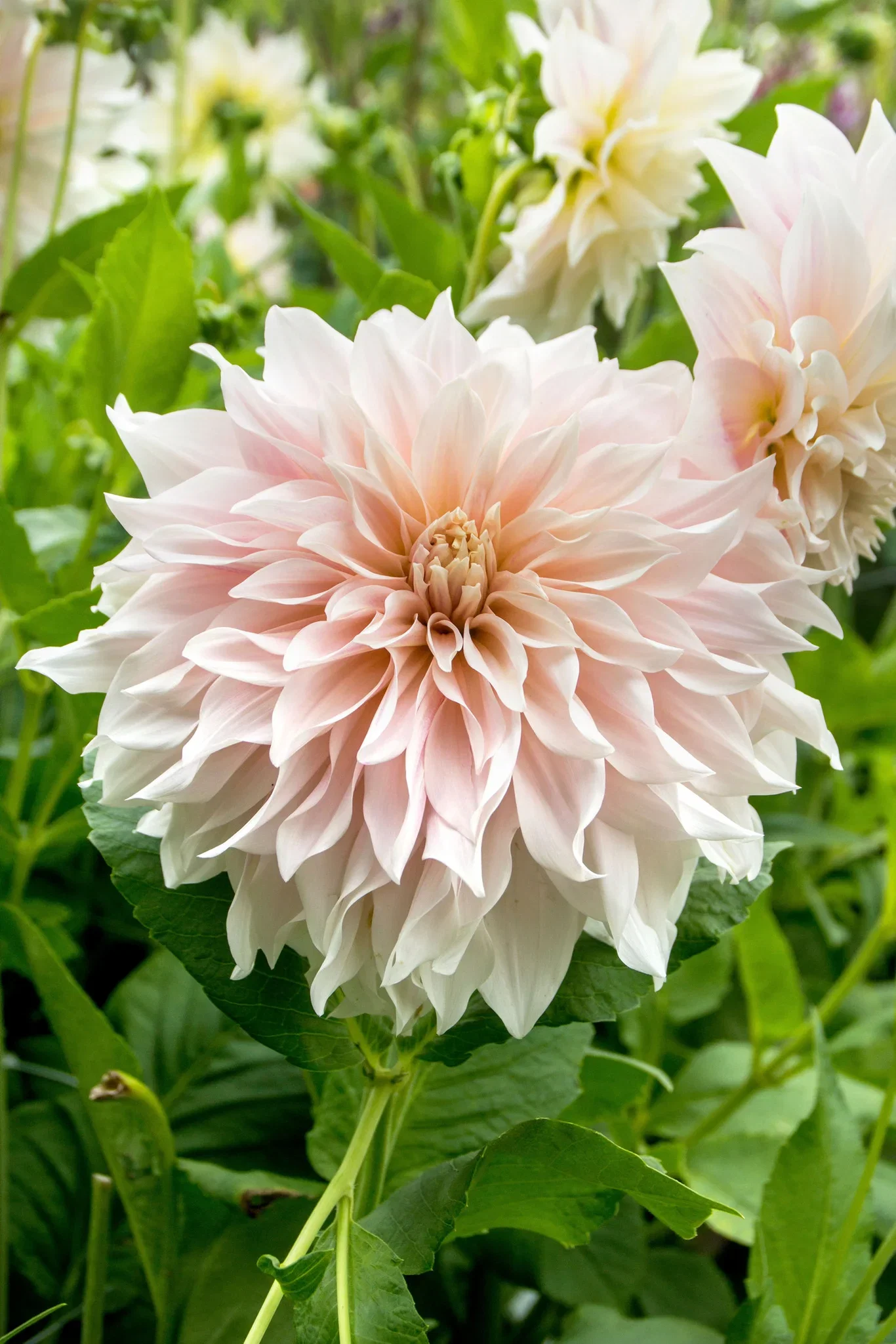 Dahlia Dinnerplate Cafe Au Lait