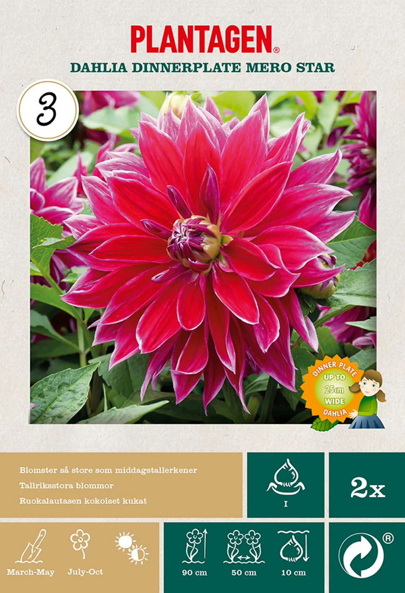 Dahlia Dinnerplate Mero Star