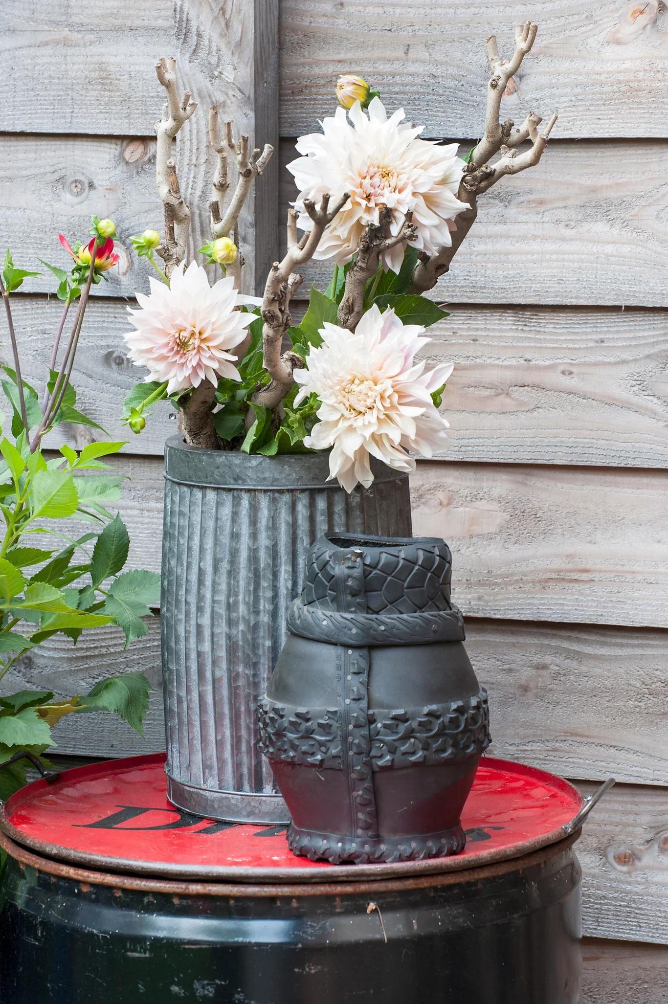 Dahlia Dinnerplate Cafe Au Lait