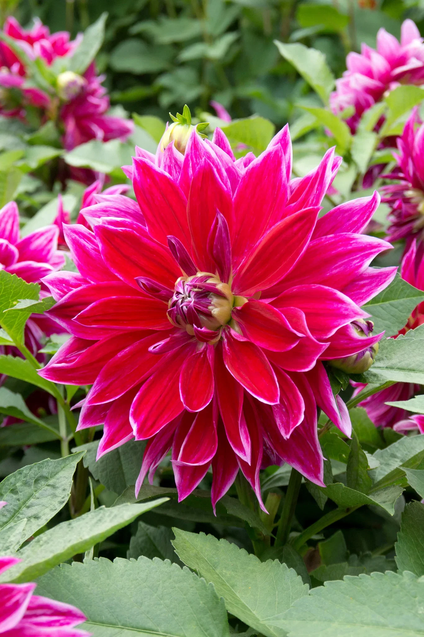 Dahlia Dinnerplate Mero Star