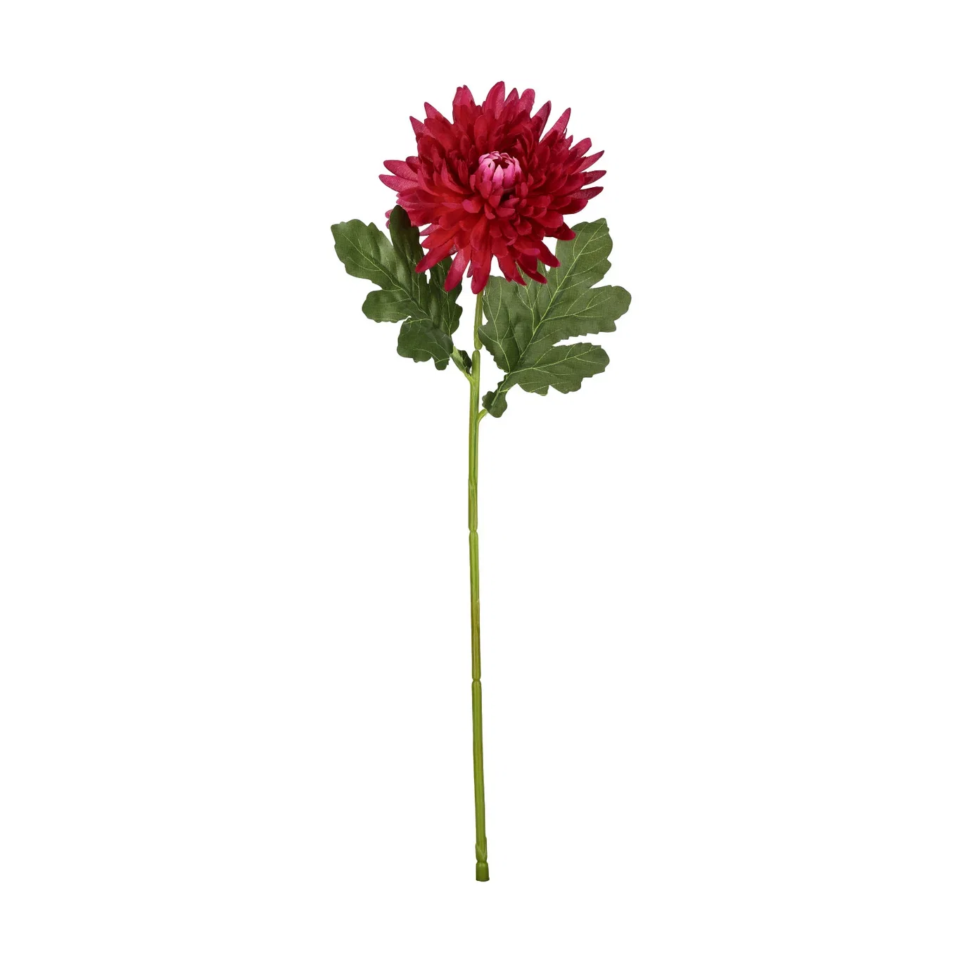Chrysanthemum cut flower H45 pink