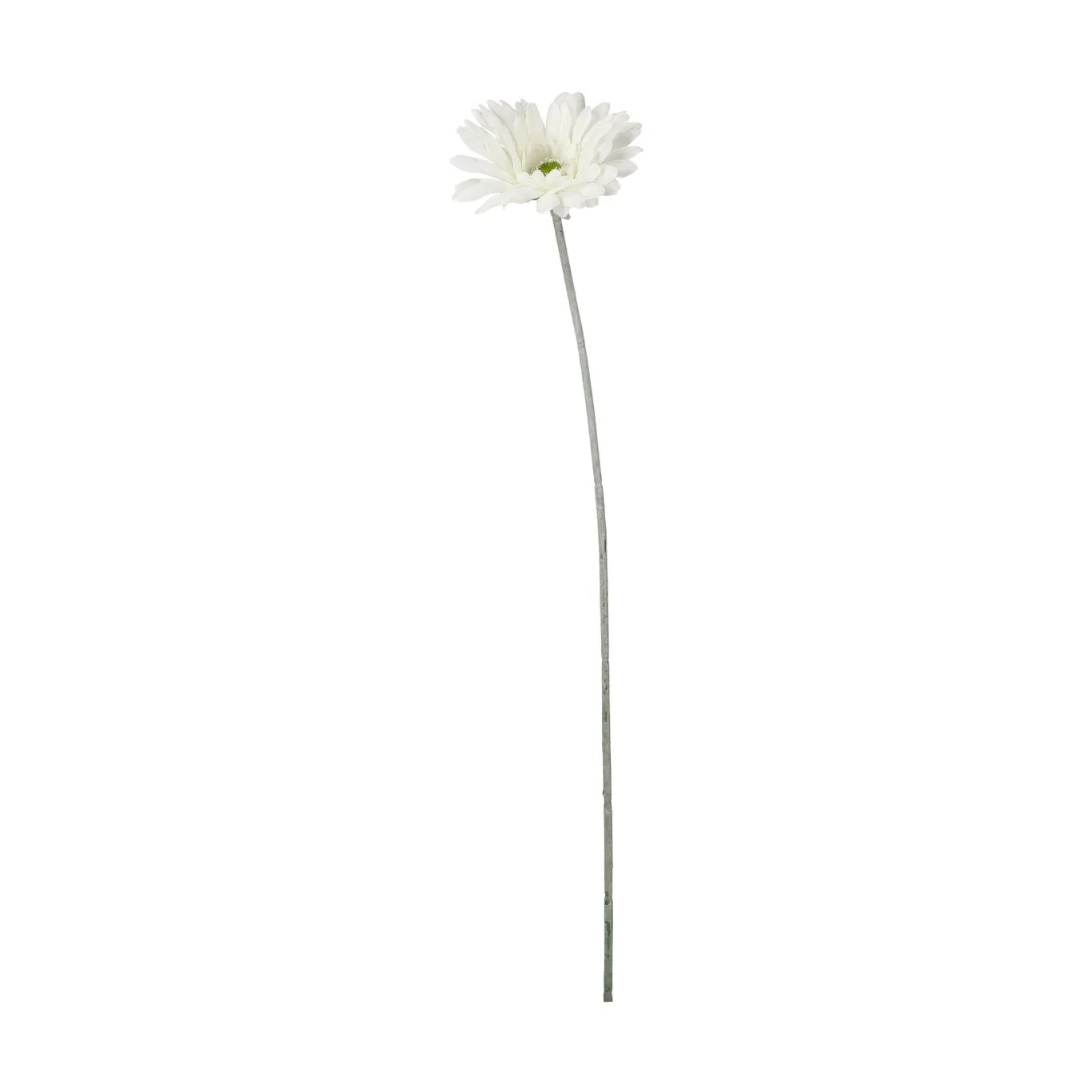 Gerbera cut flower H56 cream