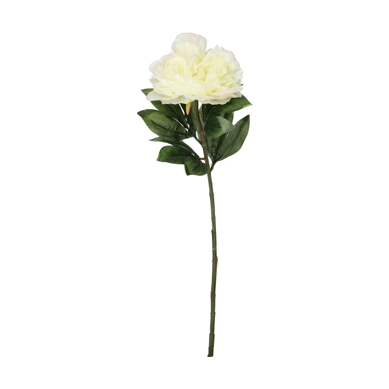 Peony cut flower H63 cream