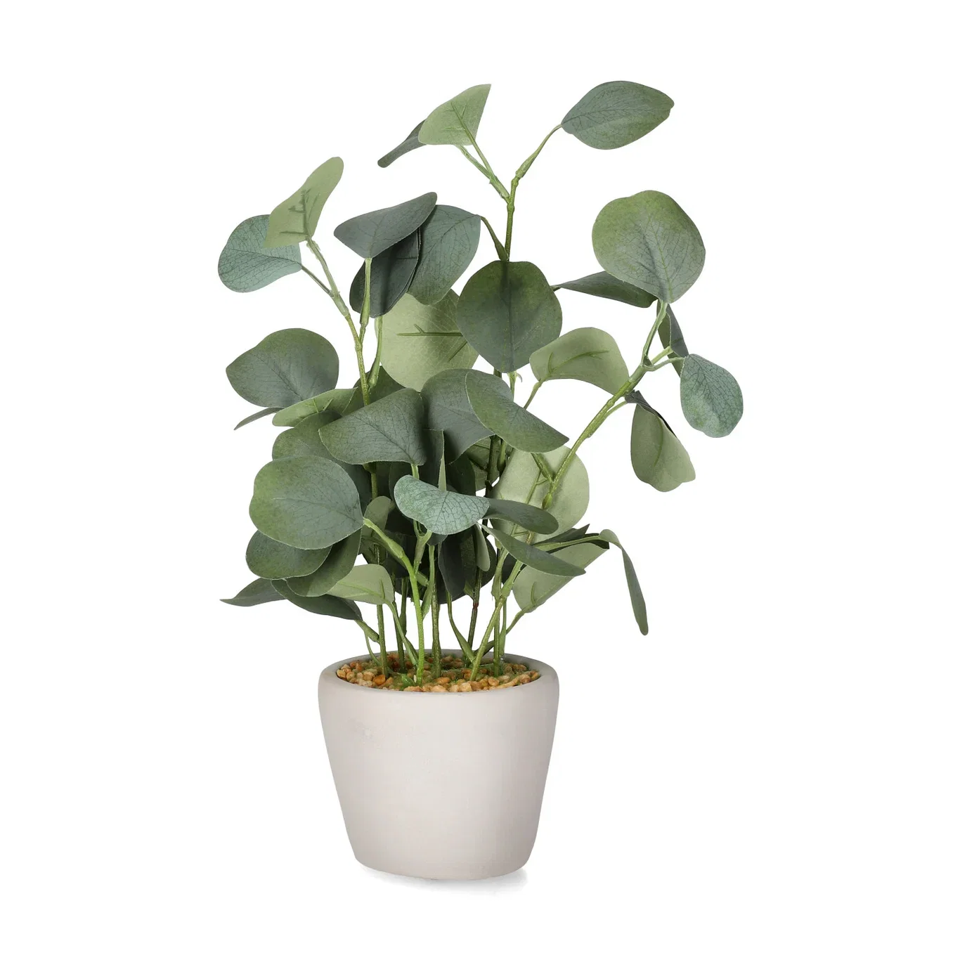 Eucalyptus potted H30 green