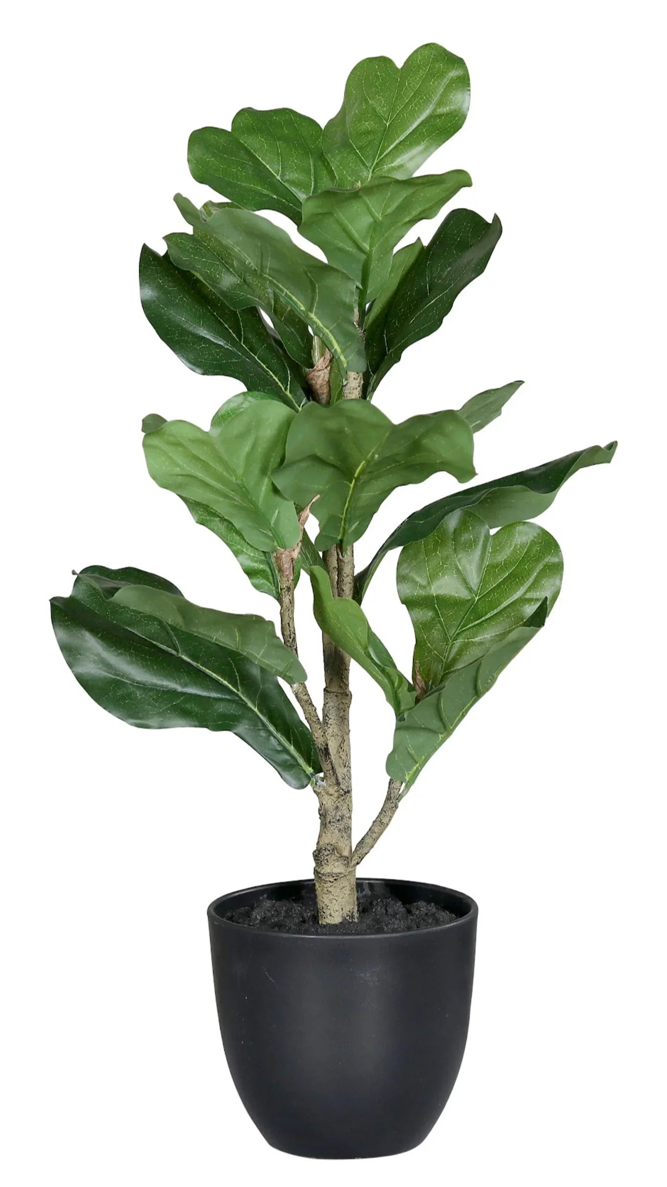Fig plant potted H53 green