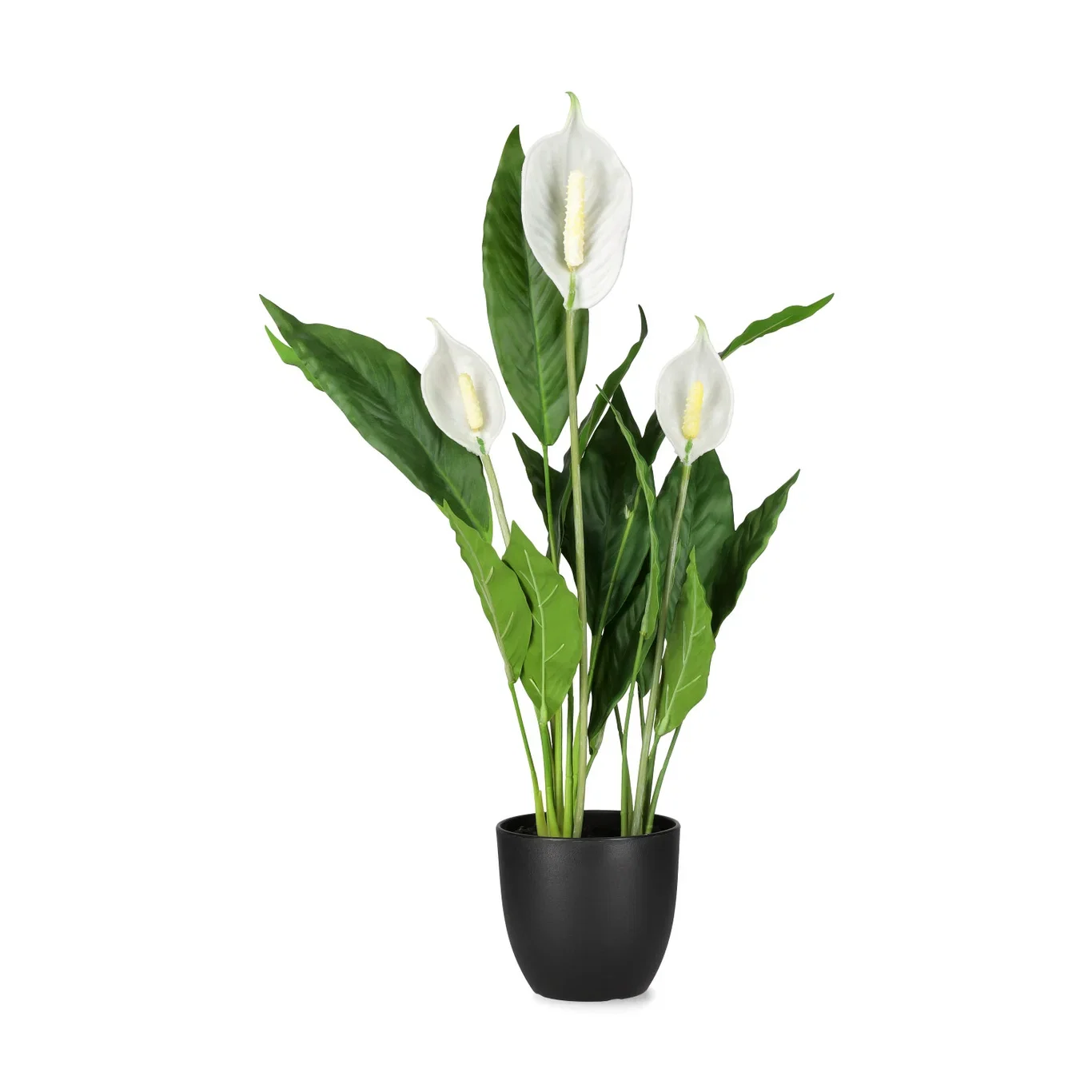 Spathiphyllum potted H60 green