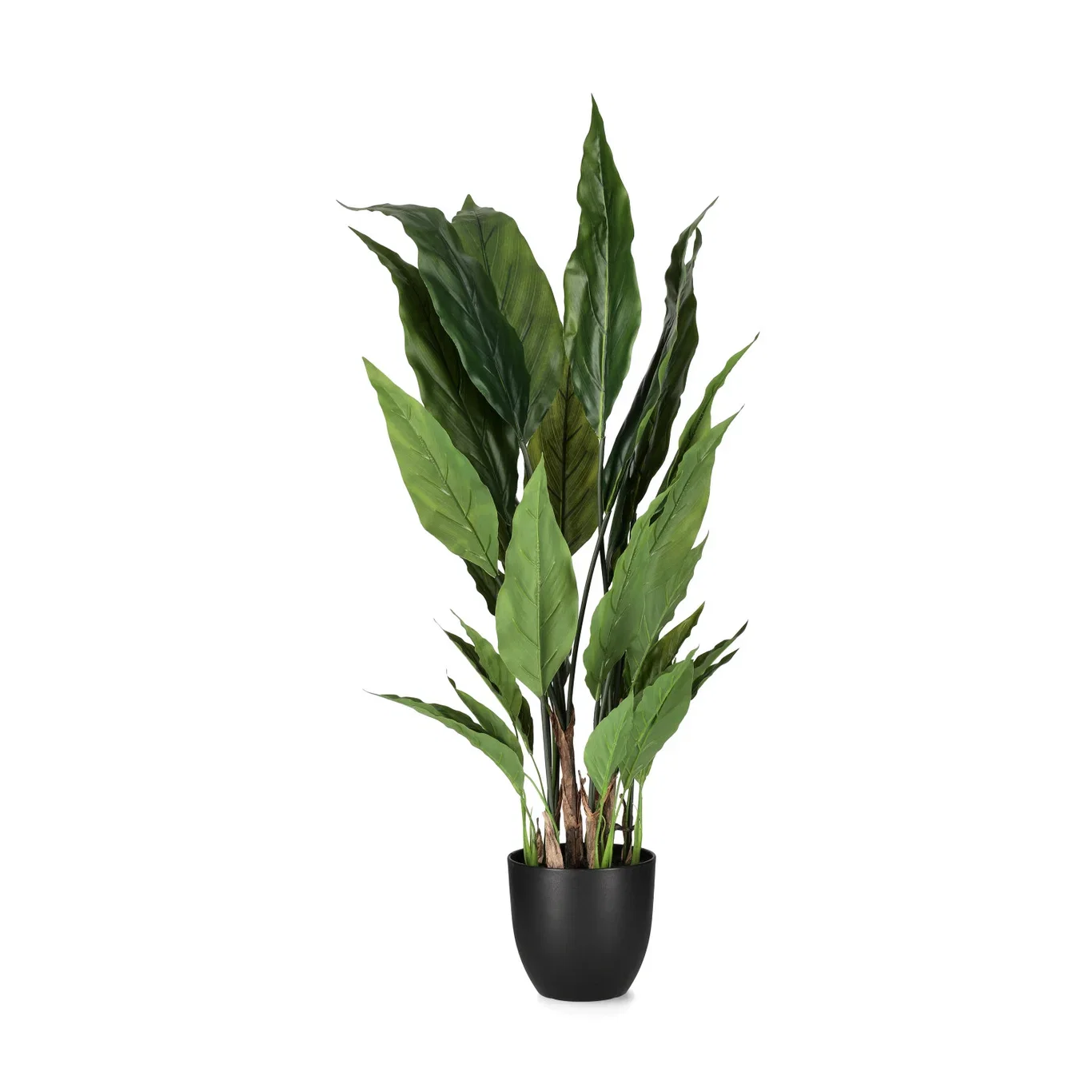 Spathiphyllum potted H80 green