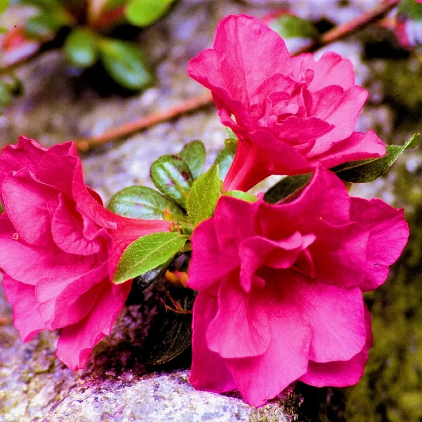 Japanasalea 'Maruschka'