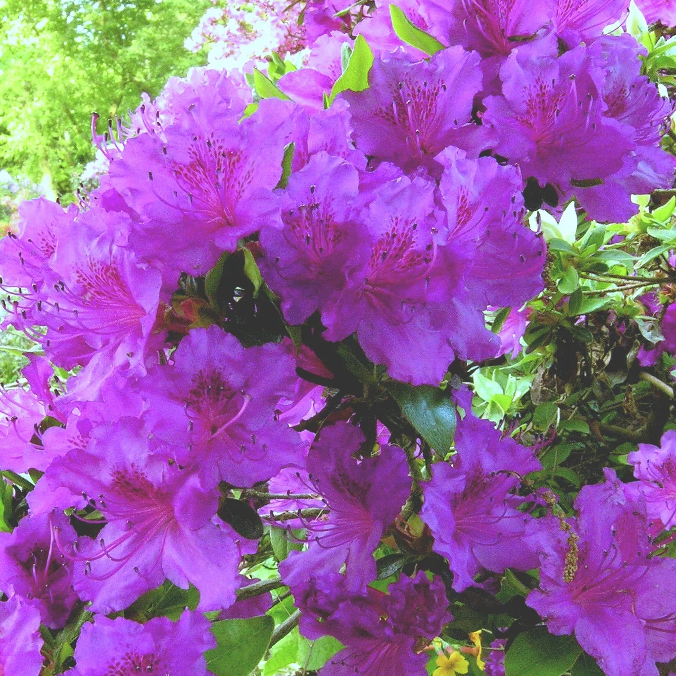 Rhododendron Jap. Azalea 'Königstein' 23cm