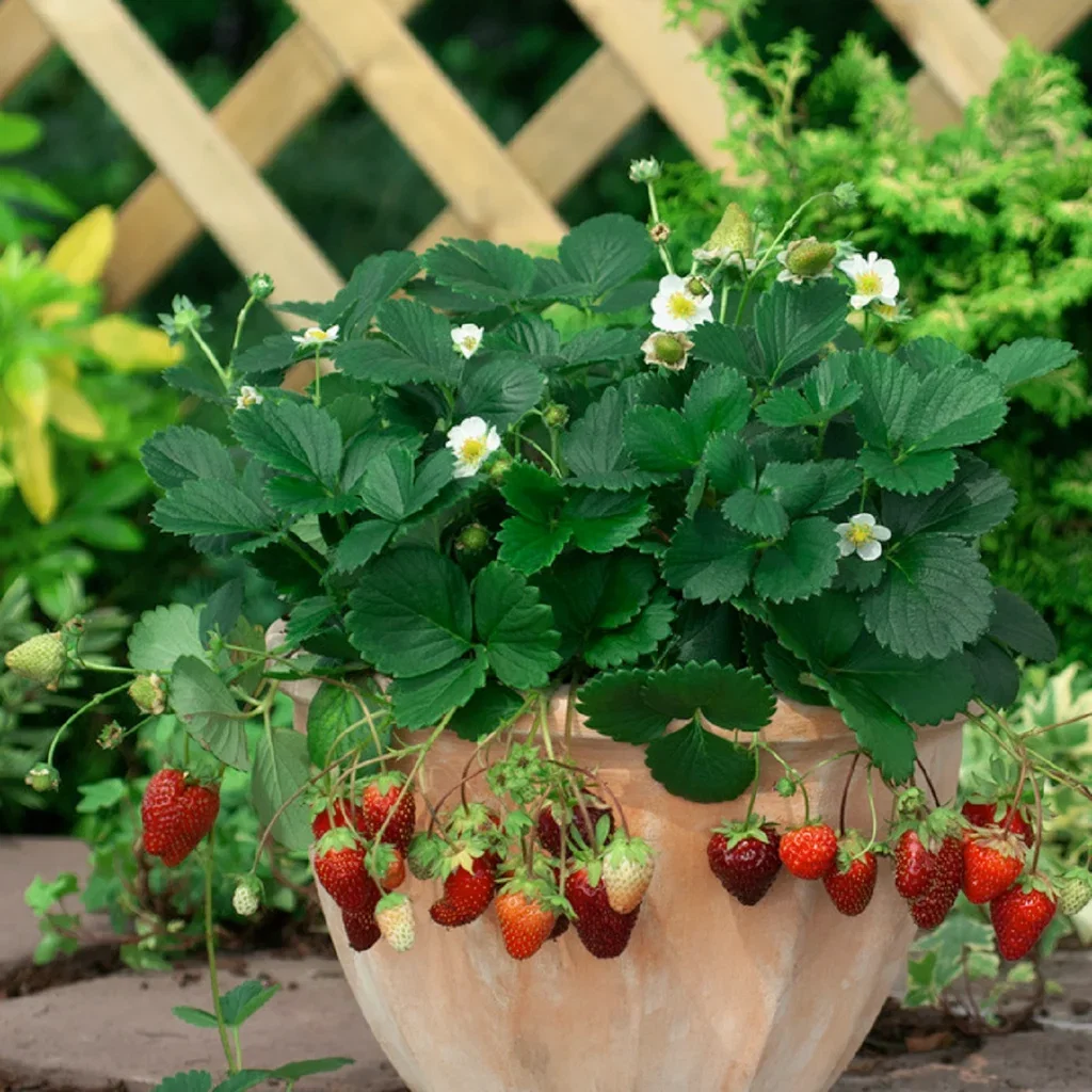 Fragaria x ananassa 'Loran' 14cm