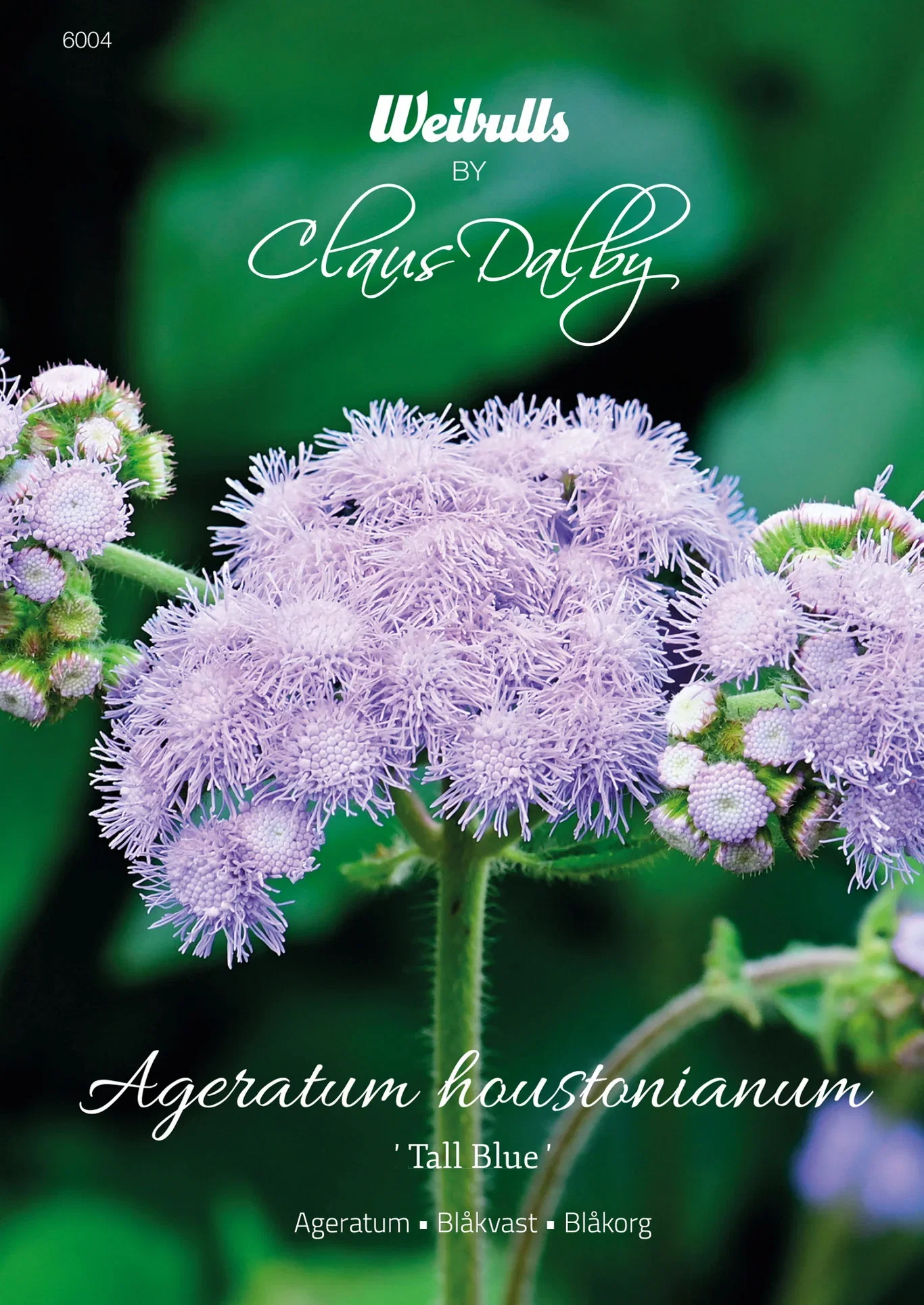 Ageratum 'Tall Blue'