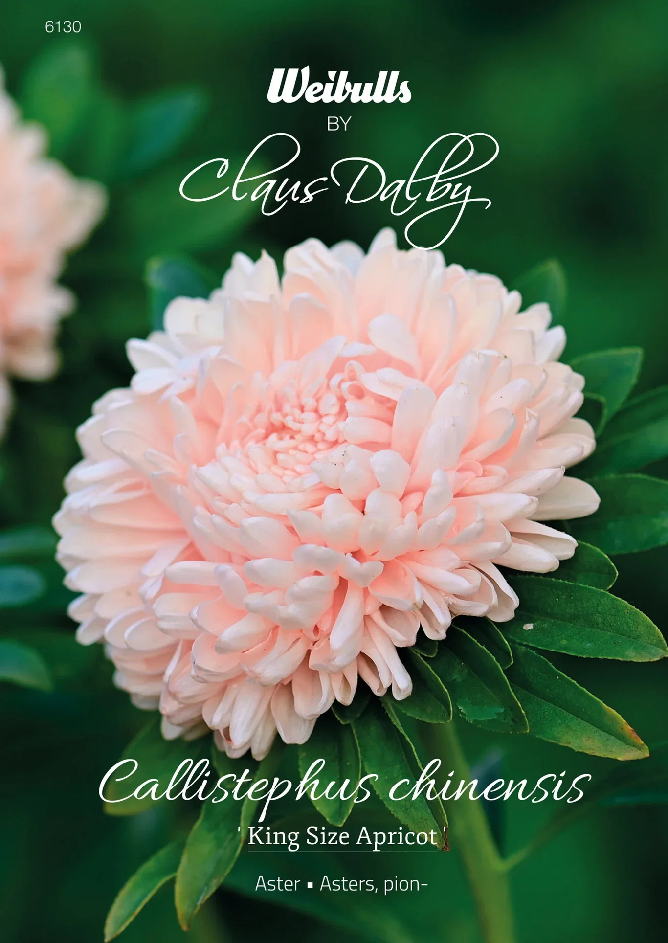 Aster King size apricot