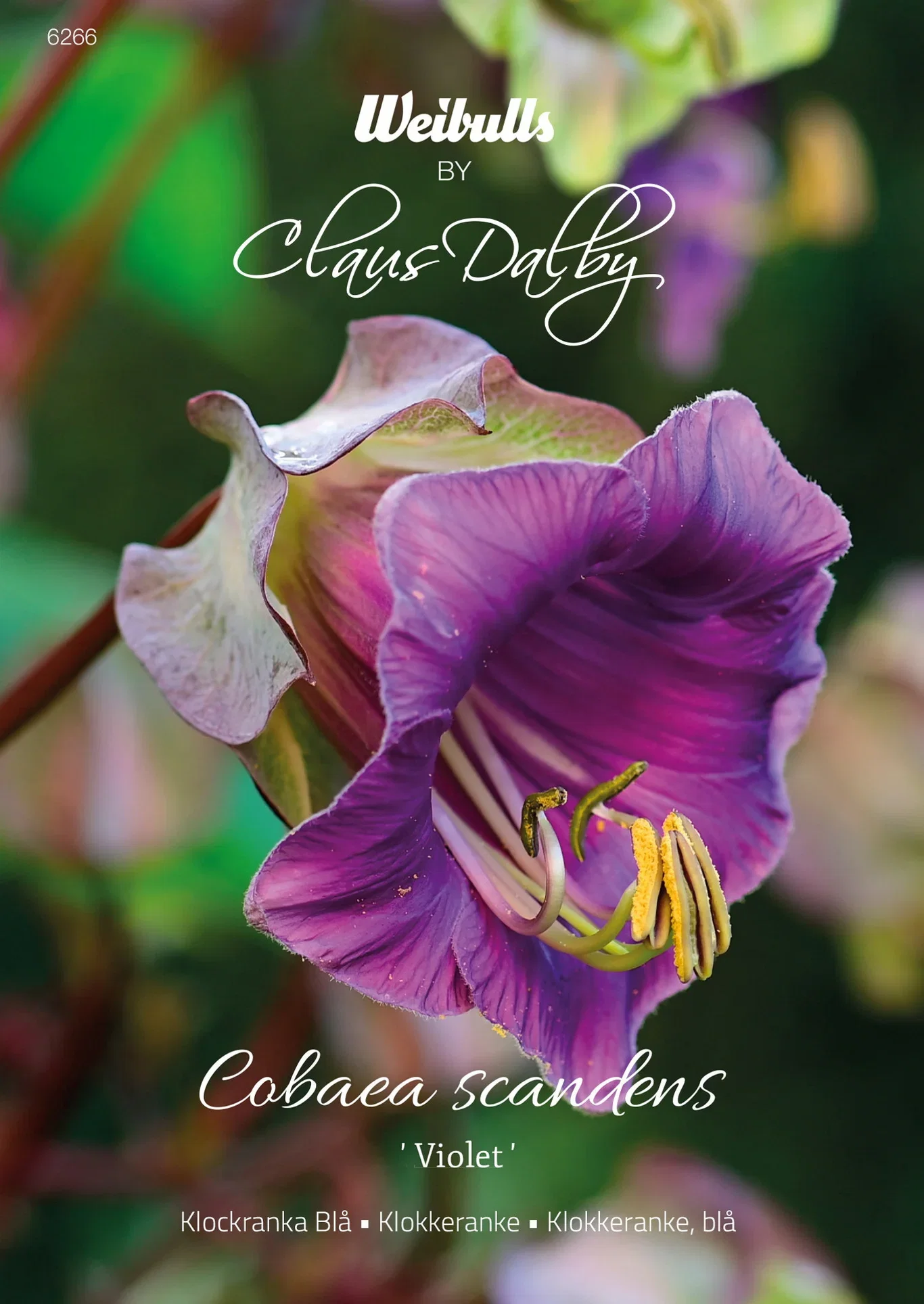 Klockranka Blå Violet