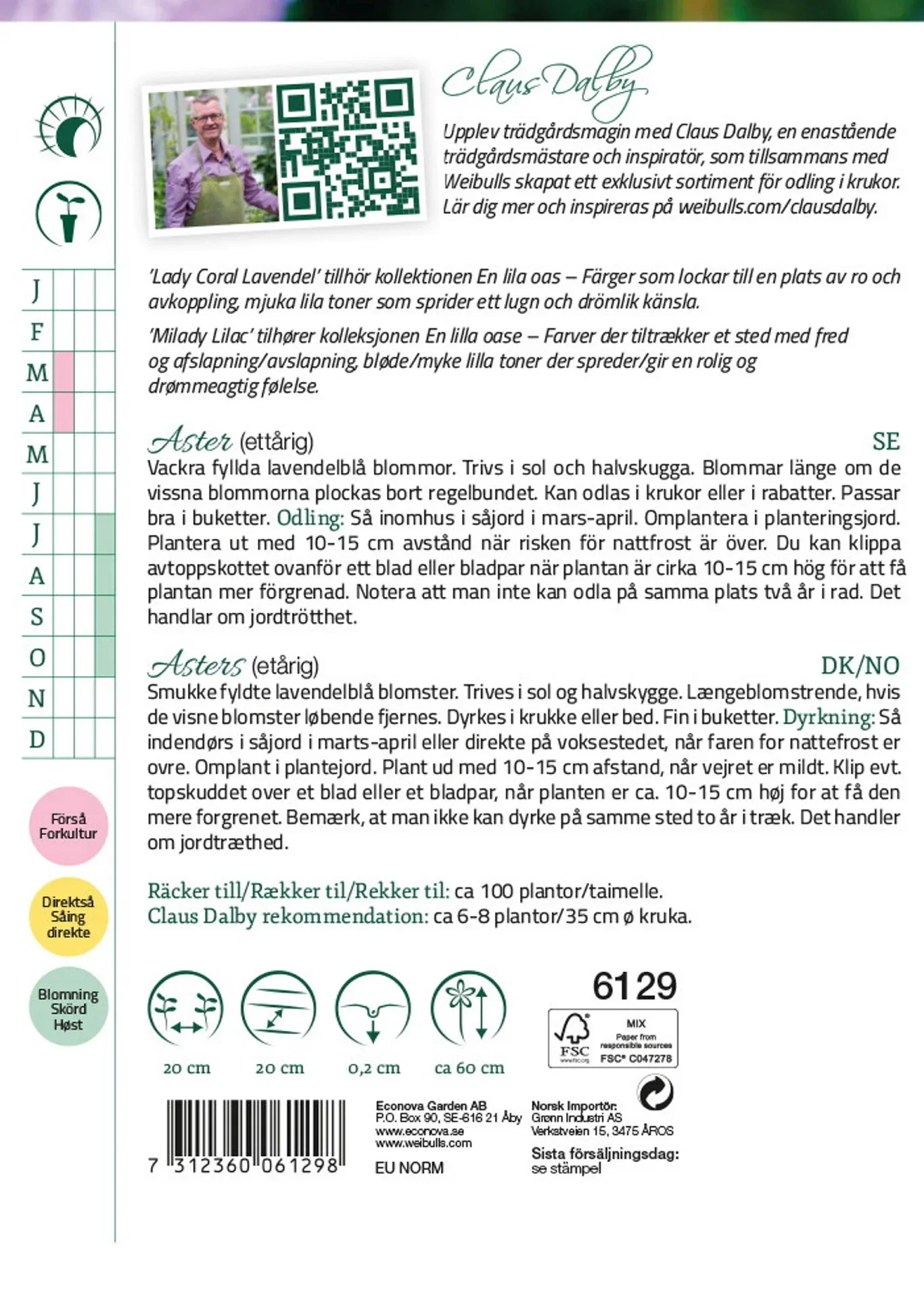 Aster Lady Coral Lavender
