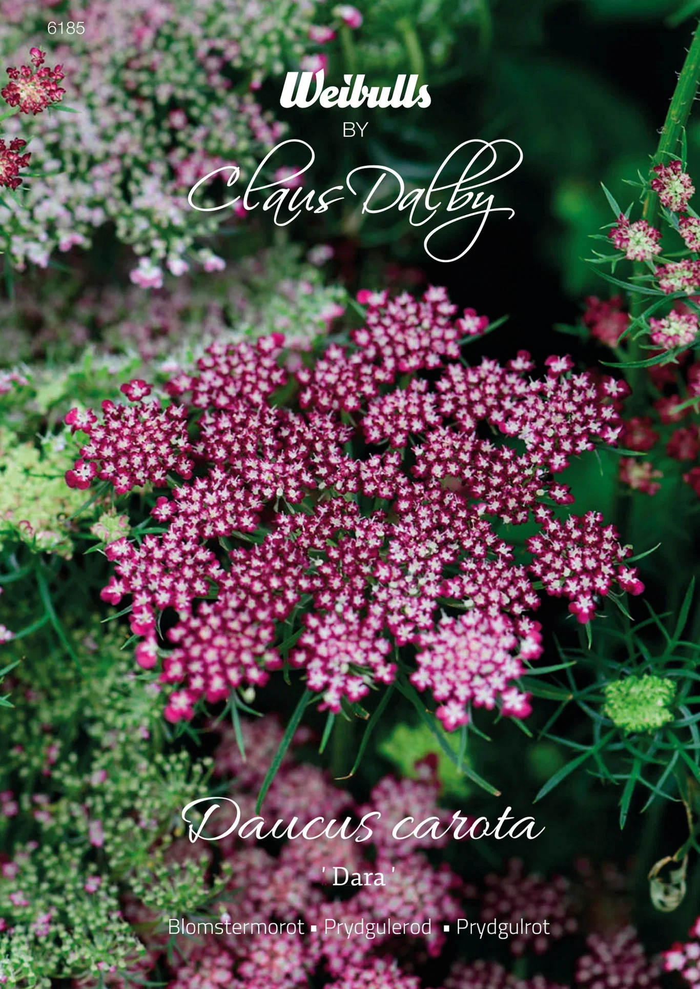 Blomstergulrot 'Dara'