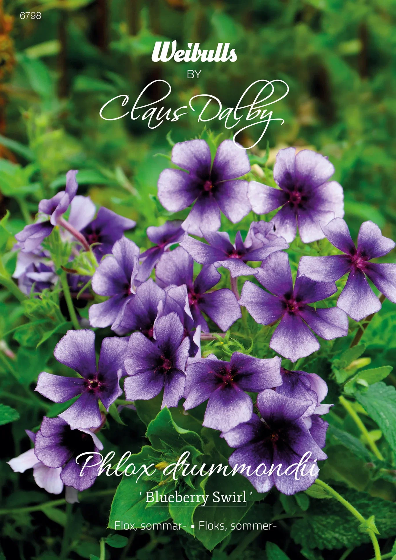 Flox Blueberry Swirl