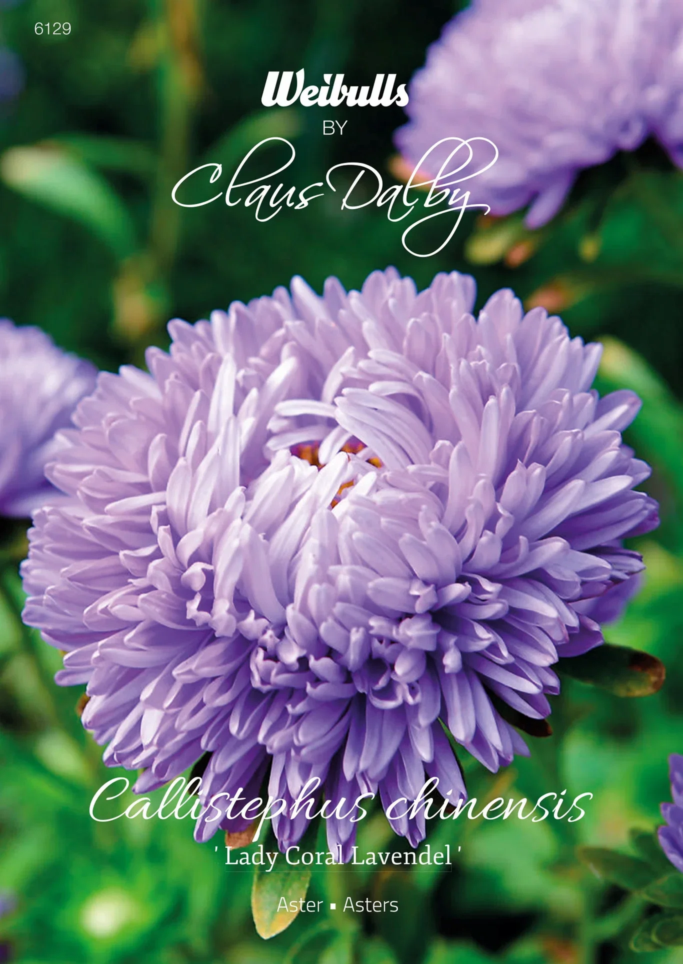 Aster Lady Coral Lavender
