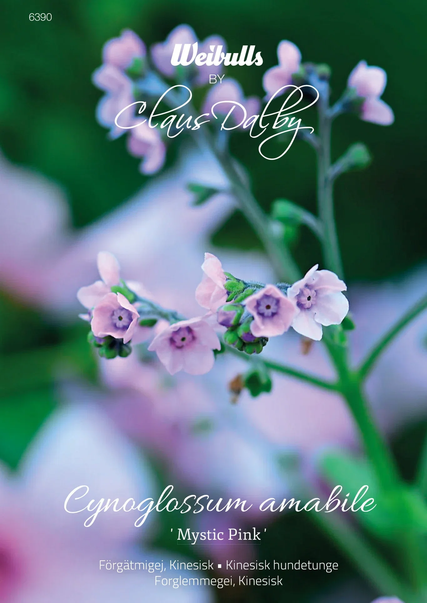 Kinesisk forglemmegei 'Mystic Pink'