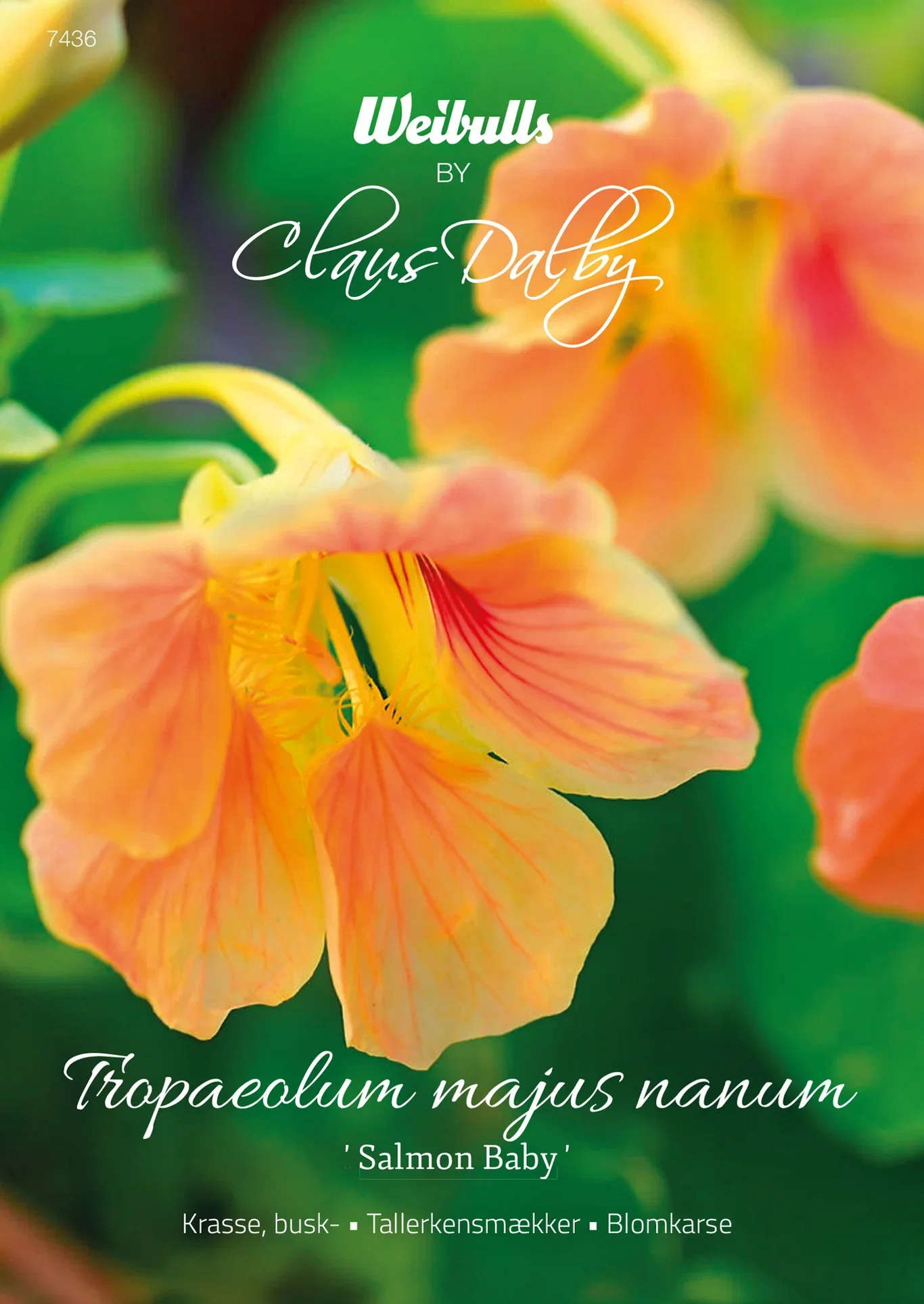 Buskkarse 'Salmon Baby'