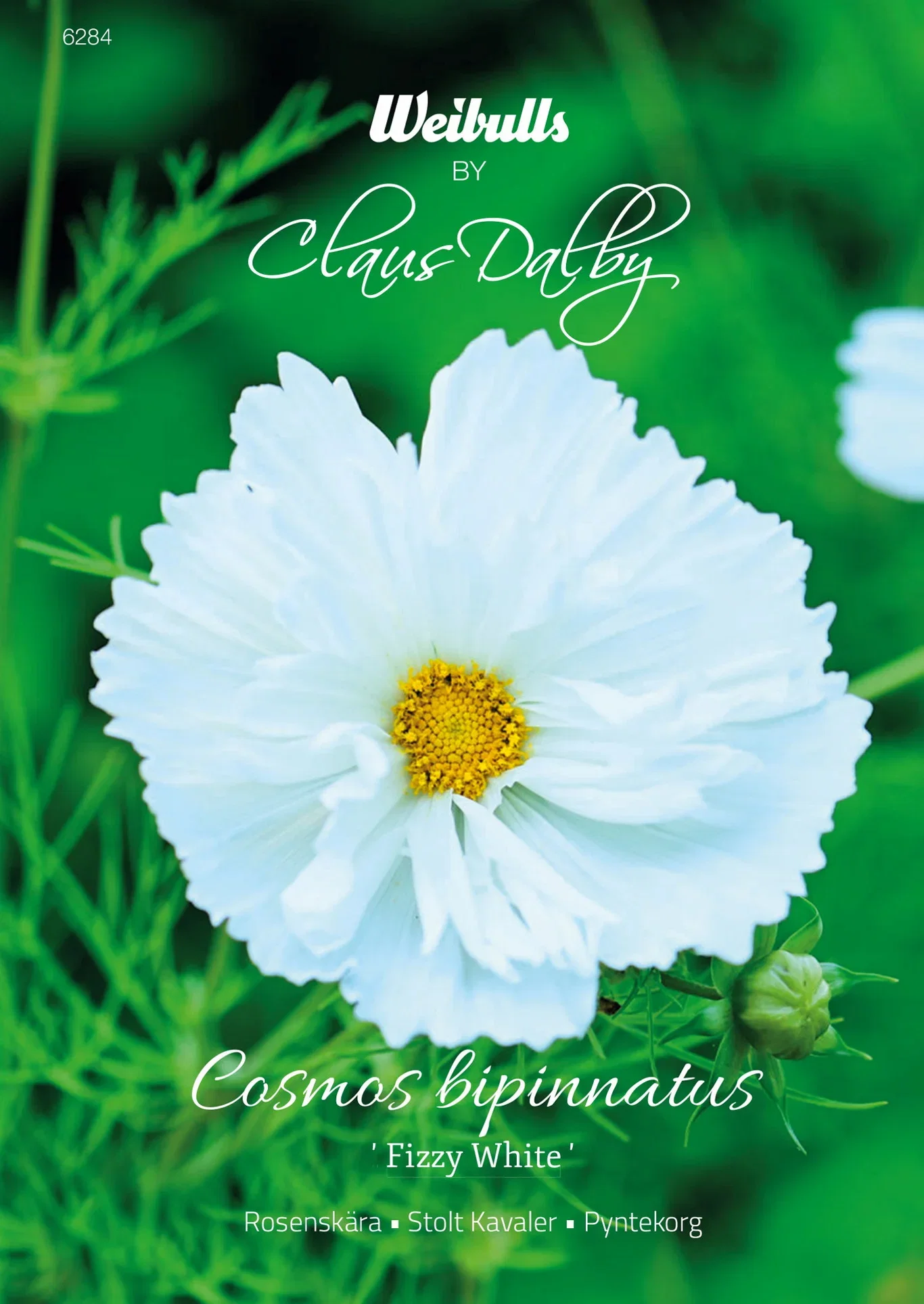 Rosenkrans 'Fizzy White'