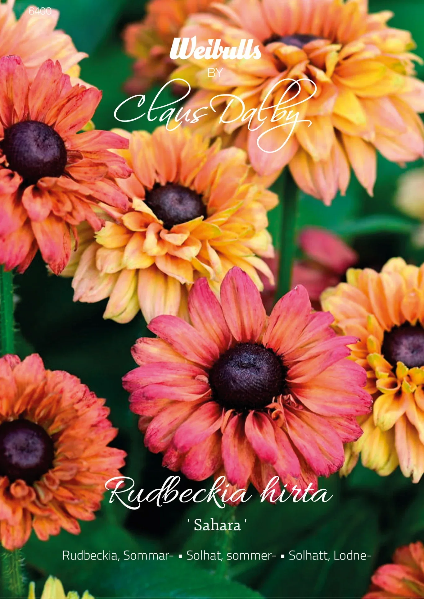 Rudbeckia, Sommar- Sahara
