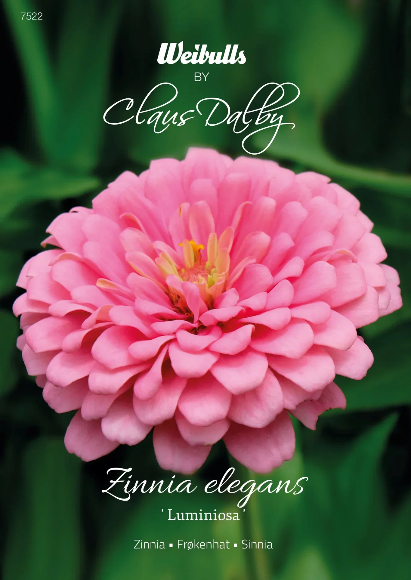 Zinnia Luminosa