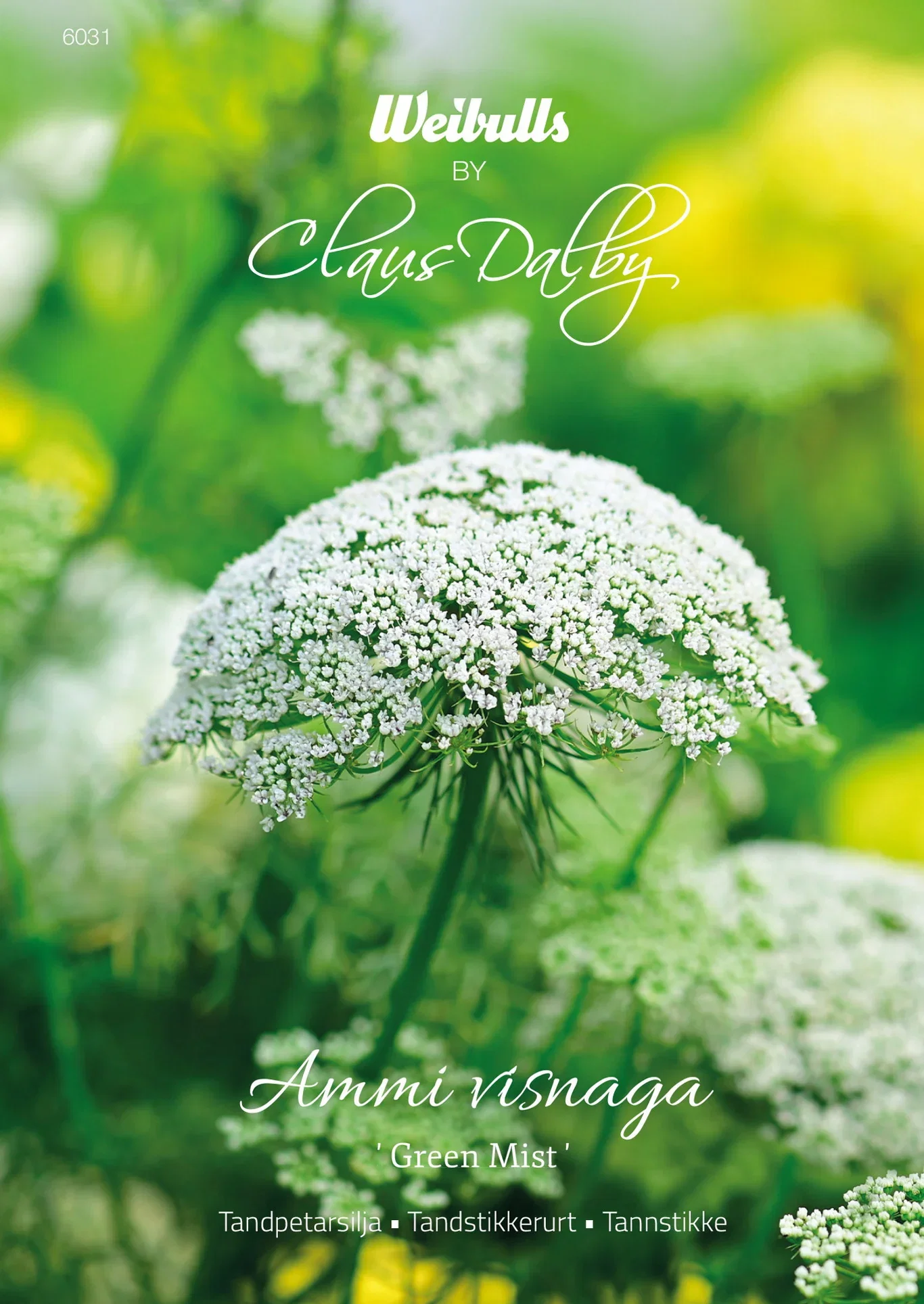 Tandpetarsilja Green Mist